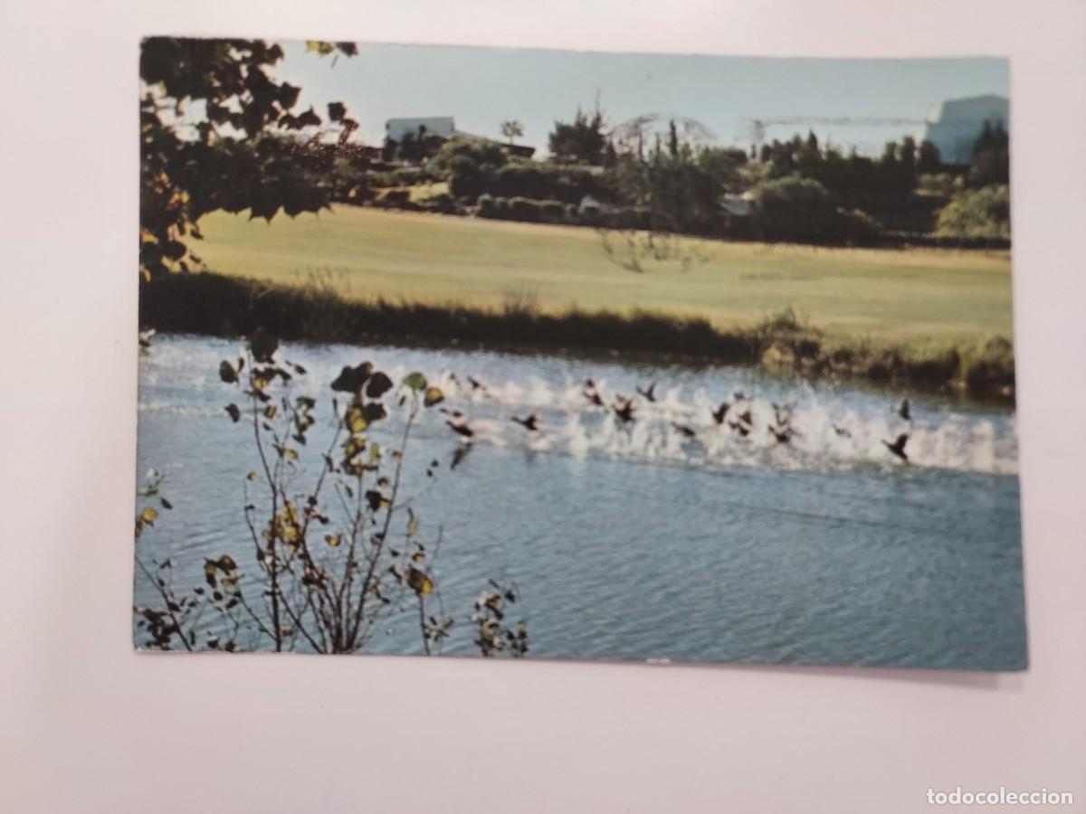 Postales: POSTAL (SAN ROQUE) SOTOGRANDE COSTA DEL SOL. BANDADA PATOS. 1979. CIRCULADA. CADIZ