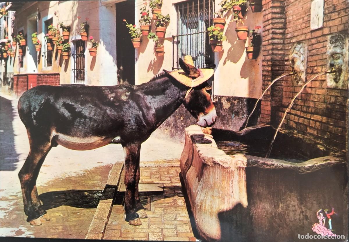 Postales: POME5 29164 ( MALAGA ) ( a&ntilde;o 1964 )
