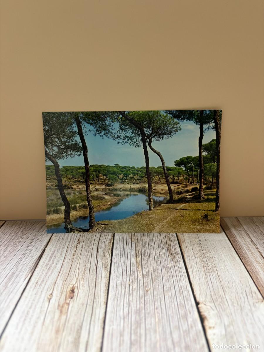 Postales: TARJETA POSTAL. HUELVA. 2037.- PUNTA UMBRIA. EL CA&Ntilde;O DE LA CULATA. EDICIONES ARRIBAS