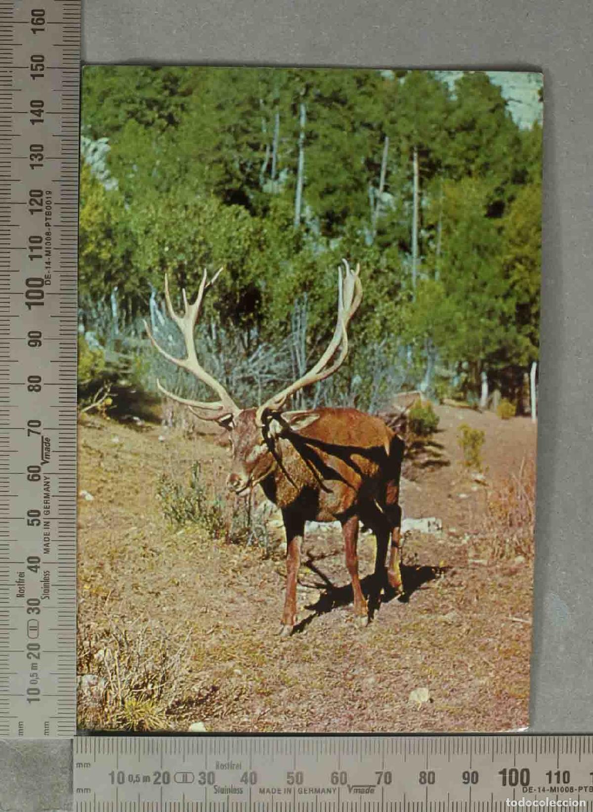 Postales: POSTAL. Ciervo (ejemplar de 7 puntas) - Sierra de Cazorla. Ja&eacute;n