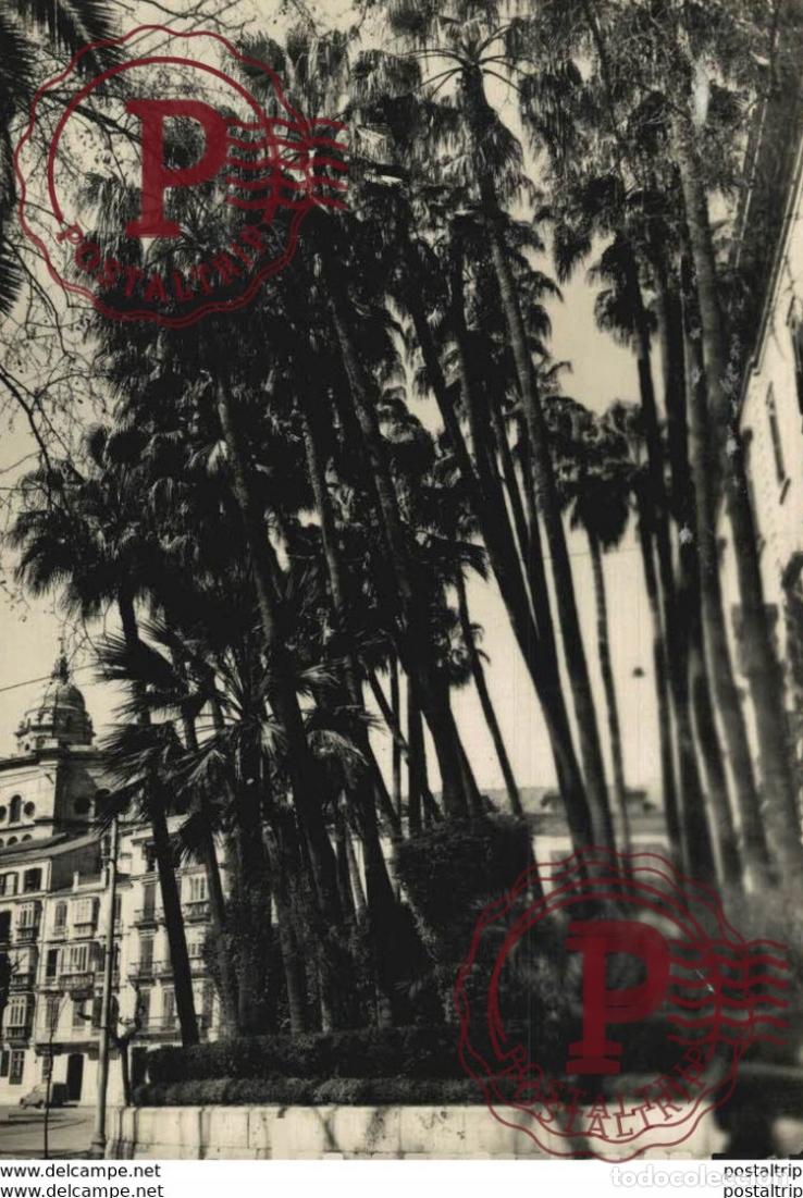 Postkarten: M&aacute;laga - Palmeras del Parque. Andalucia Espa&ntilde;a