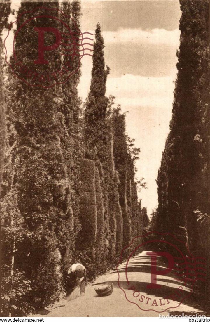 Postkarten: GRANADA CAMINO DEL GENERALIFE ANDALUCIA GRANADA ESPA&Ntilde;A ESPAGNE