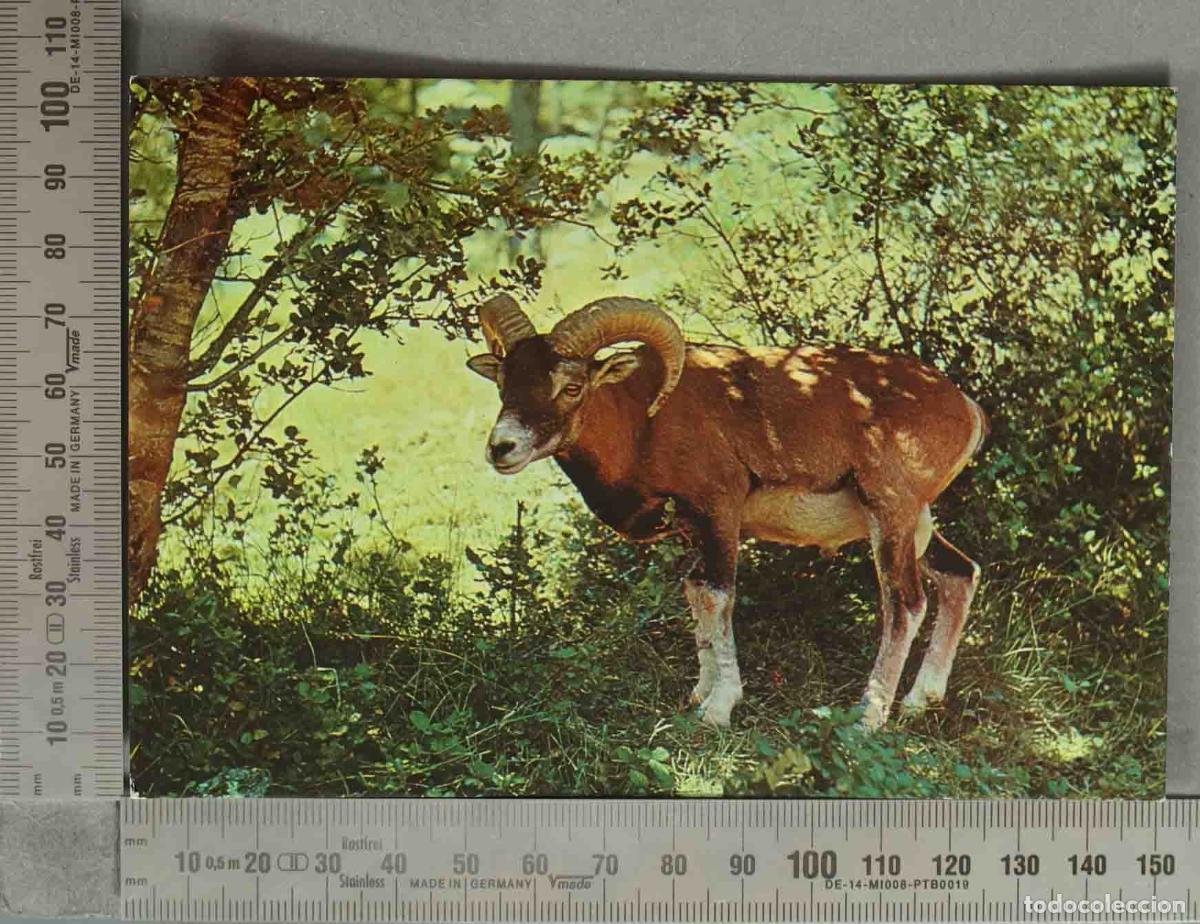 Postales: POSTAL. Mufl&oacute;n - Fauna Ib&eacute;rica - Bosque SIERRA CAZORLA