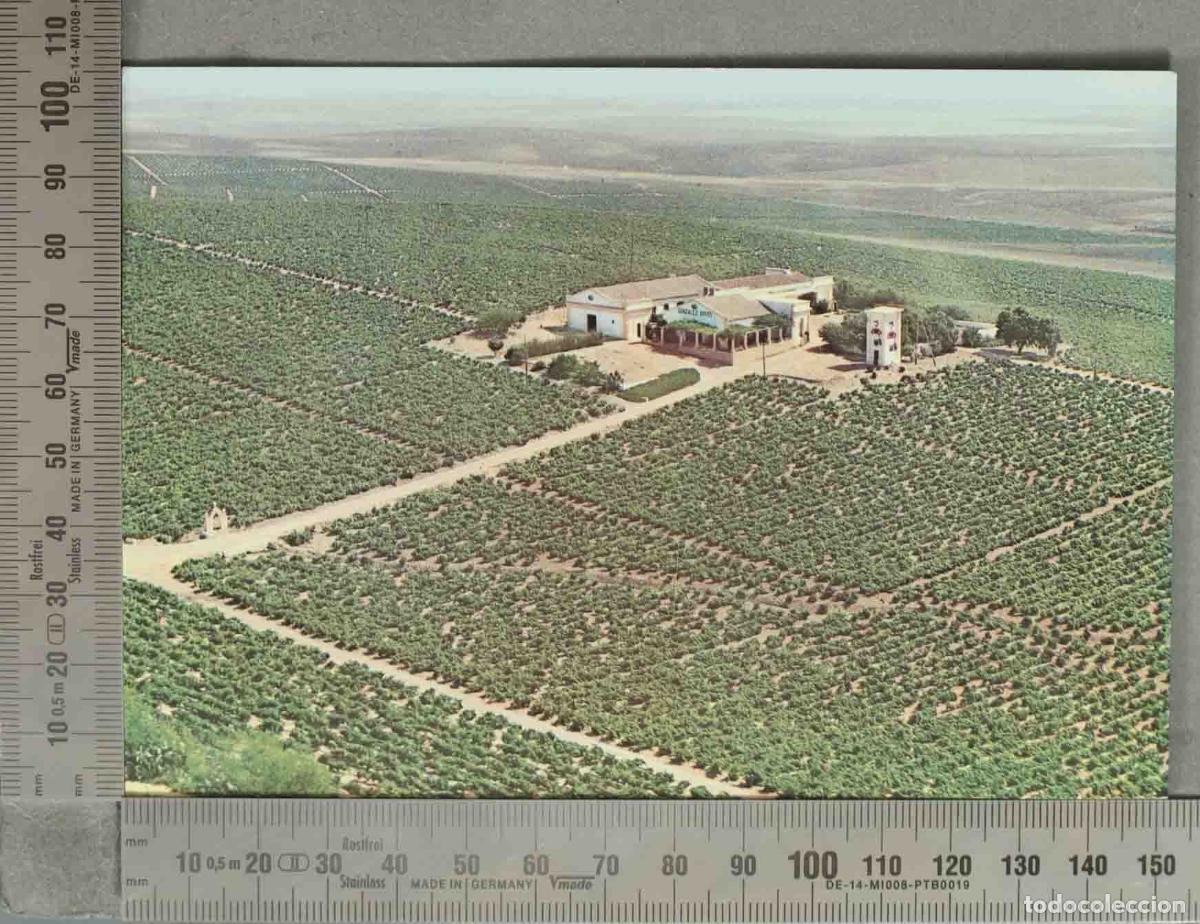 Postales: POSTAL. GONZALEZ BYASS Vista parcial de la Vi&ntilde;a &acute;La Canariera