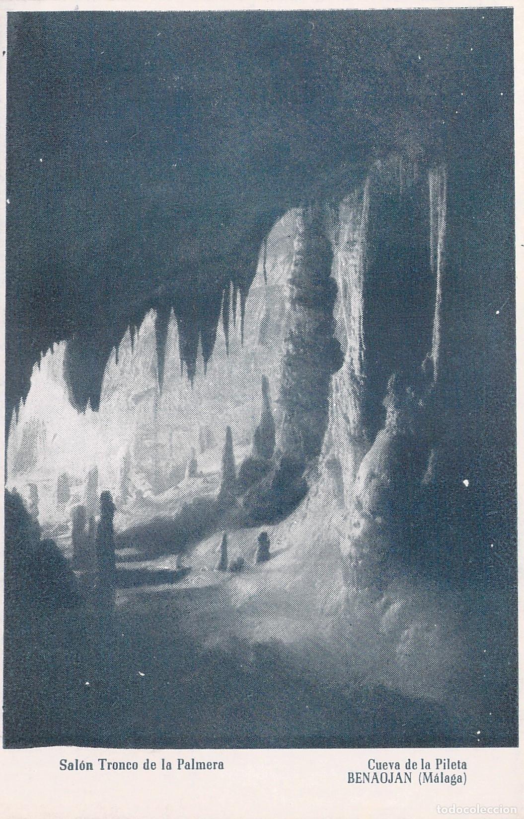 Postales: Postal de la Cueva de la Pileta Sal&oacute;n Tronco de la Palmera Benaojan Malaga