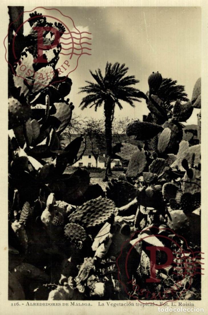 Postkarten: M&Aacute;LAGA. Alrededores De M&aacute;laga - La Vegetaci&oacute;n Tropical. ANDALUC&Iacute;A ESPA&Ntilde;A ESPAGNE