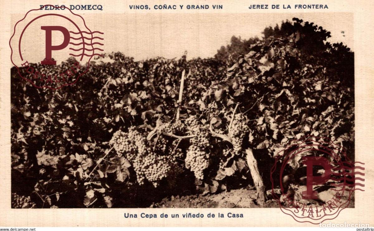 Postales: CADIZ. JEREZ DE LA FRONTERA. PEDRO DOMECQ. UNA CEPA DE UN VI&Ntilde;EDO DE LA CASA.