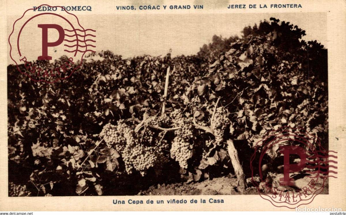 Postales: PEDRO DOMECQ, VINOS CO&Ntilde;AC GRAN VIN, JEREZ DE LA FRONTERA. UNA CEPA DE UN VI&Ntilde;EDO DE LA CASA. CADIZ AN