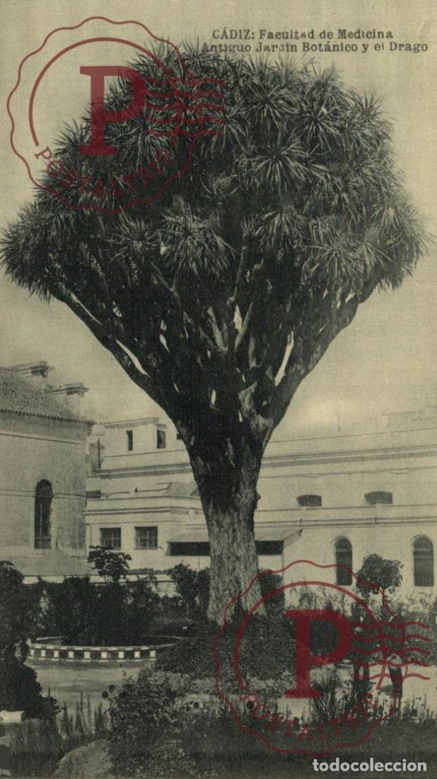 Postales: C&aacute;diz. Facultad de Medicina. Antiguo Jard&iacute;n Bot&aacute;nico y el Drago. Hauser y Menet.