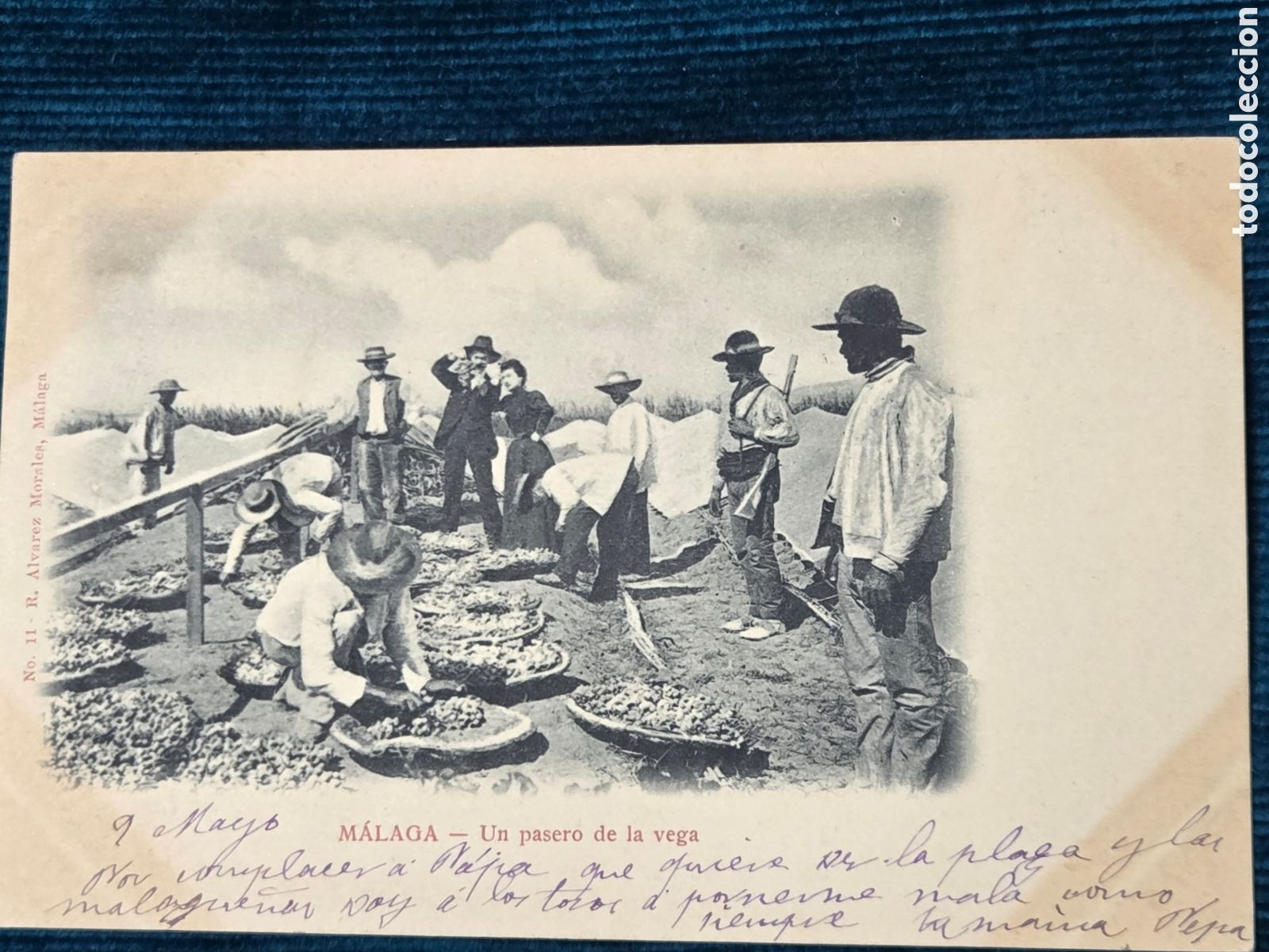 Postales: M&Aacute;LAGA C. 1900. Un pasero de la vega. &Aacute;lvarez Morales. (Recogida de las Pasas).
