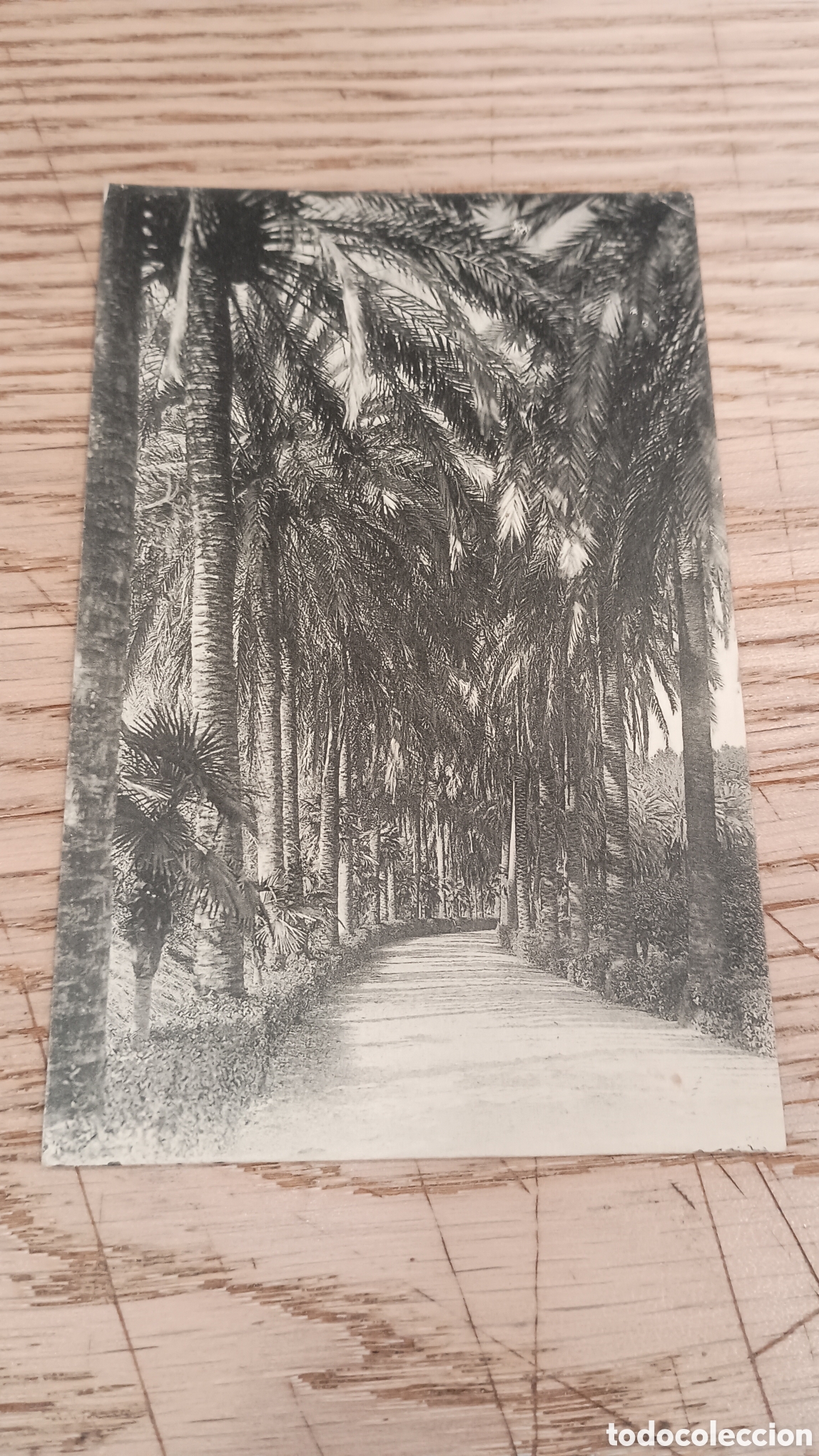 Postales: M&Aacute;LAGA - JARDINES DE LA CONCEPCI&Oacute;N. PASEO - L. ROISIN, BARCELONA