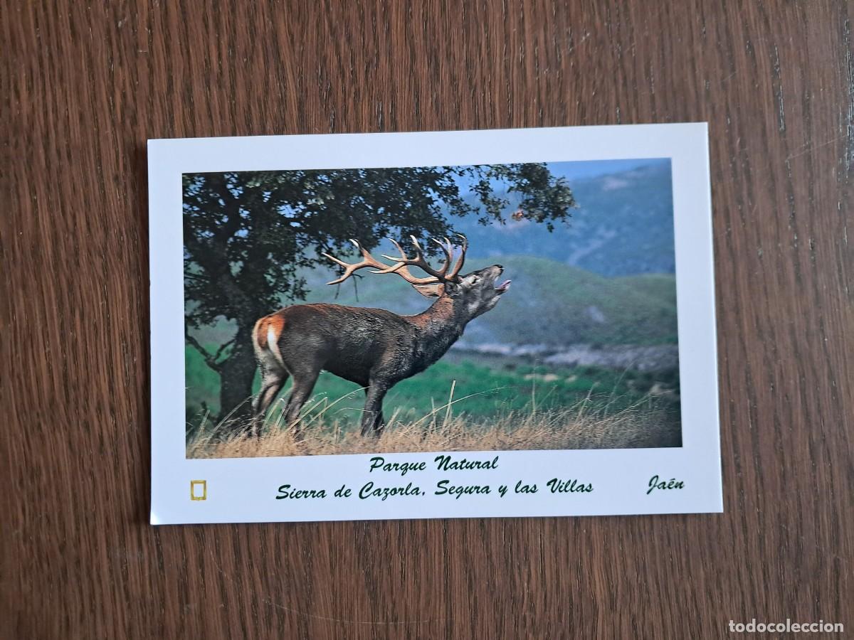 Postales: postal de Espa&ntilde;a, Ciervo, parque natural Sierra de Cazorla, Segura y las Villas, Ja&eacute;n.