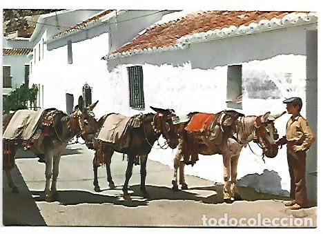 Postales: BURROS-TAXI - DONKEYS-TAXI.- MIJAS
