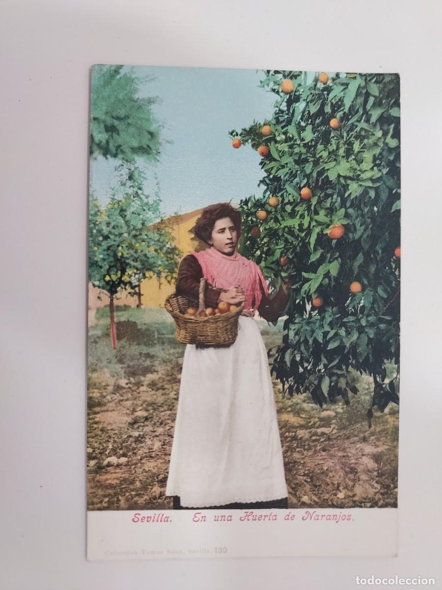 Postales: POSTAL SEVILLA EN UNA HUERTA DE NARANJOS. COLECCION TOMAS SANZ 130. SIN CIRCULAR. REPRO MODERNA