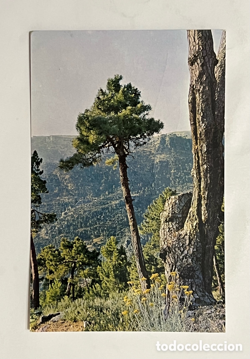 Postales: JAEN. Postal Sierra de Cazorla. Monte Guadahornillos. Patrimonio Forestal del Estado