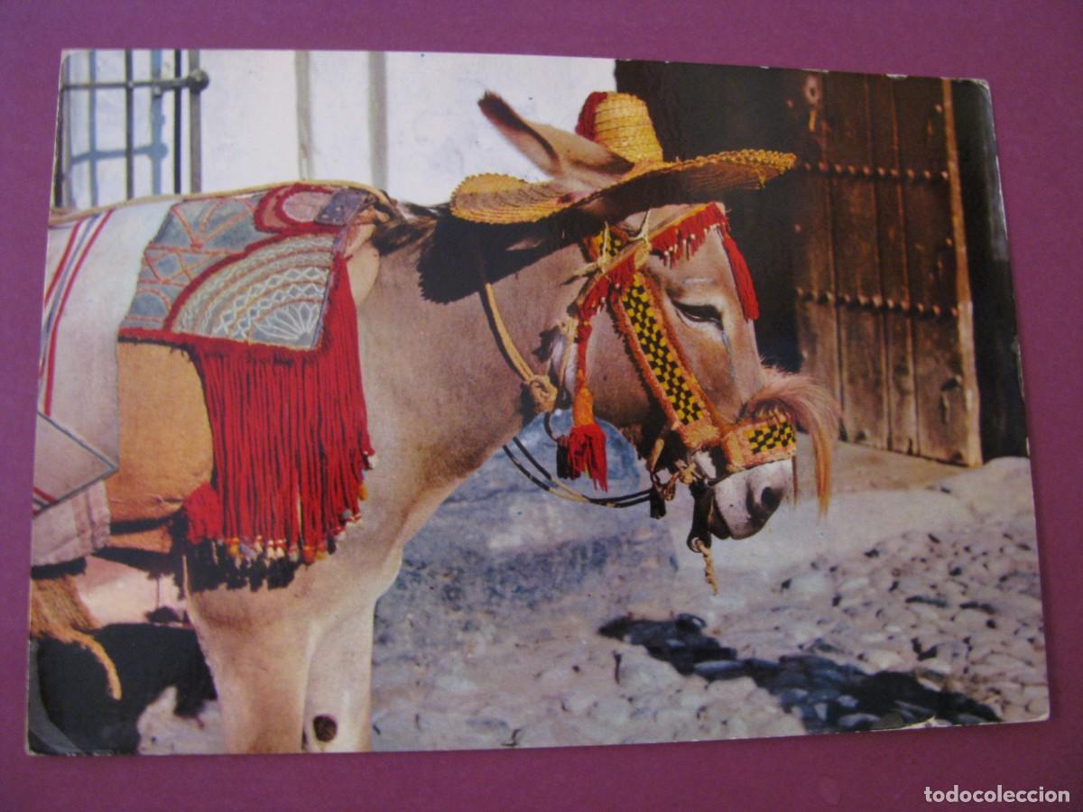 Postales: POSTAL DE TIPICO BURRO ANDALUZ. ED. AGATA