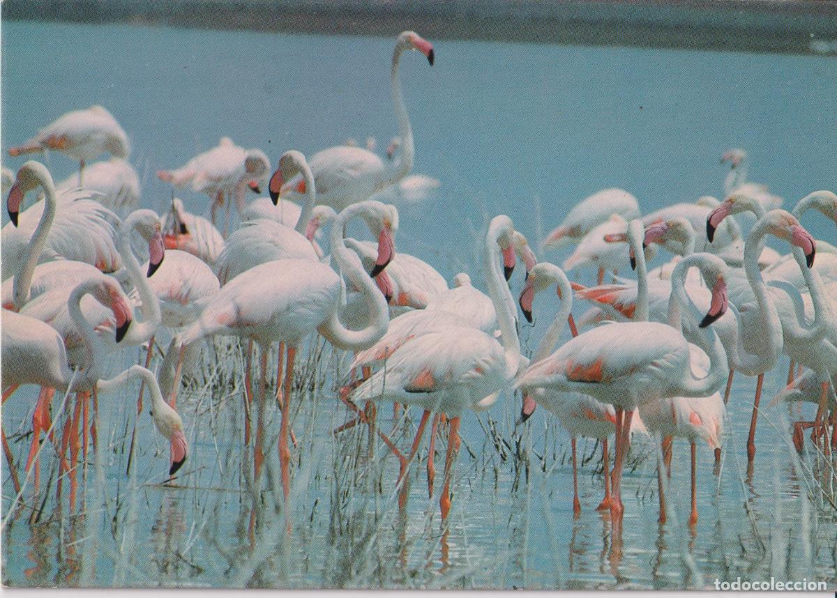 Postales: PARQUE NACIONAL DE DO&Ntilde;ANA, FLAMENCOS PHOENICOPTERUS RUBER &ndash; S/C