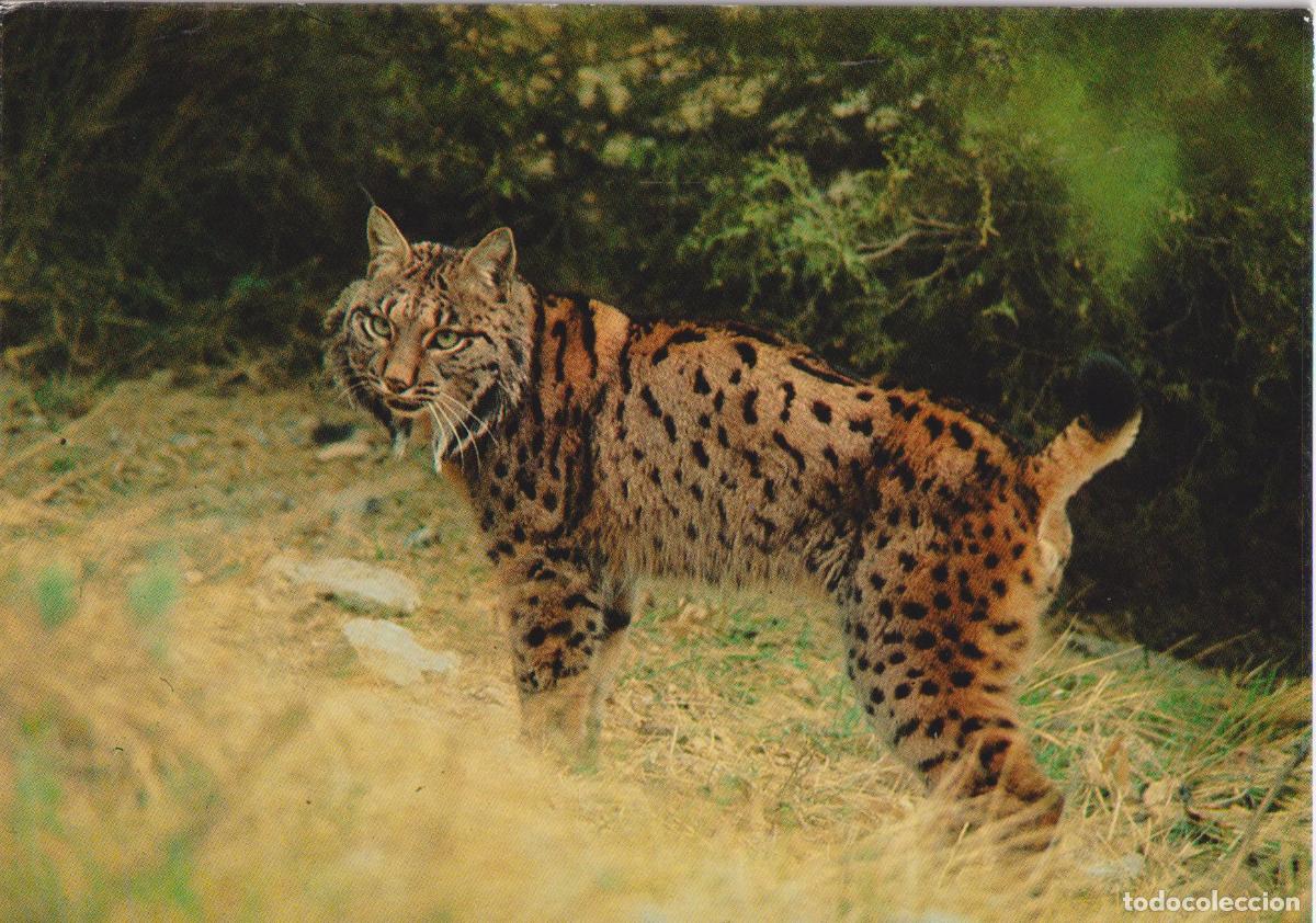 Postales: PARQUE NACIONAL DE DO&Ntilde;ANA, LINCE, LYNX PARDINA &ndash; S/C