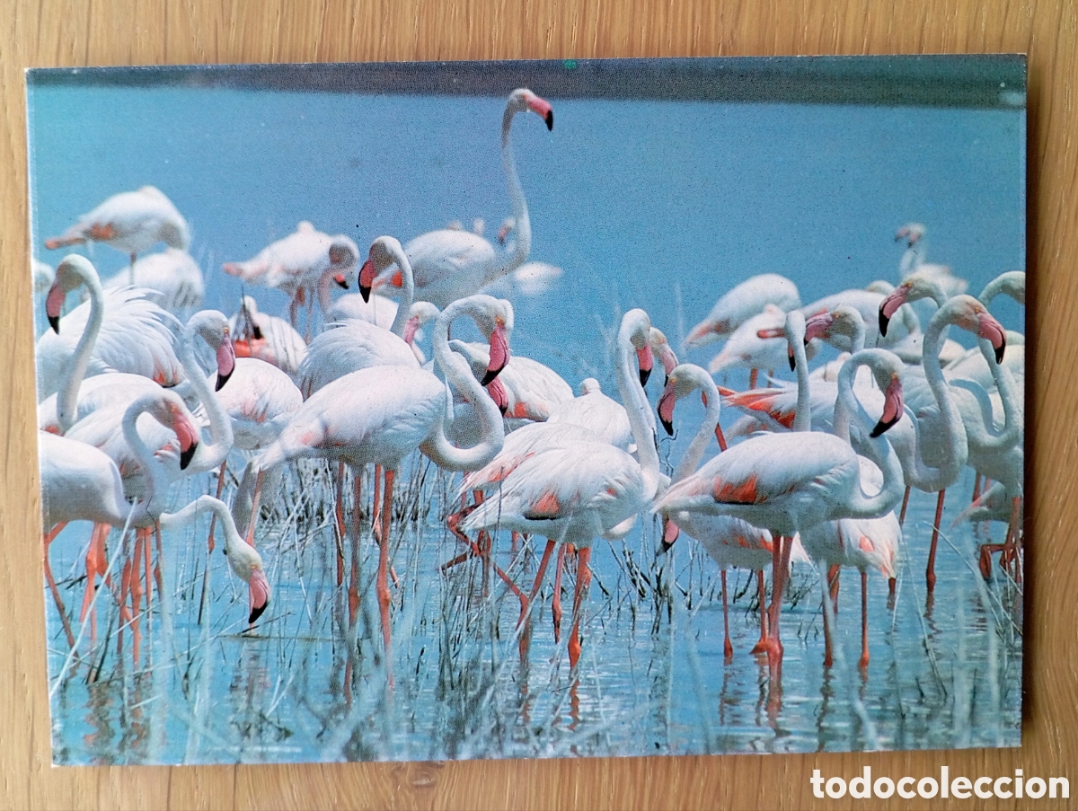 Postales: PARQUE NACIONAL DE DO&Ntilde;ANA ICONA A&Ntilde;O 1981 C&Aacute;DIZ EGRAF POSTAL FLAMENCOs