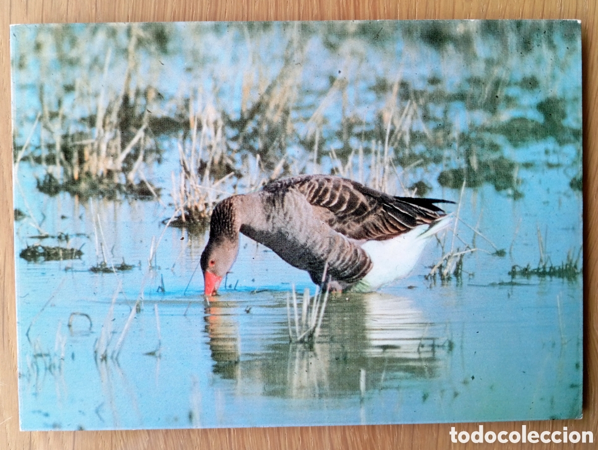 Postales: PARQUE NACIONAL DE DO&Ntilde;ANA ICONA A&Ntilde;O 1981 C&Aacute;DIZ EGRAF POSTAL ANSAR COM&Uacute;N