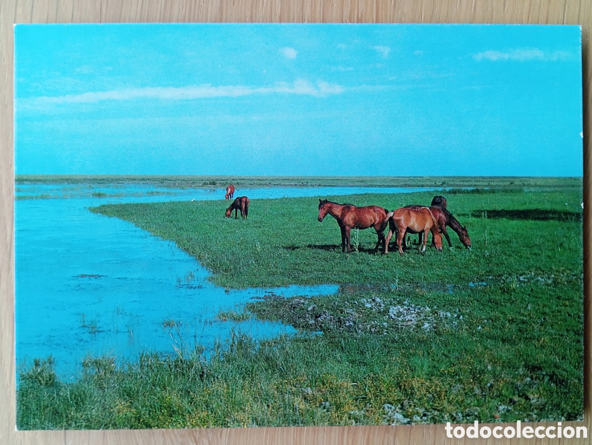 Postales: PARQUE NACIONAL DE DO&Ntilde;ANA ICONA A&Ntilde;O 1981 C&Aacute;DIZ EGRAF POSTAL MARISMAS DE DO&Ntilde;ANA