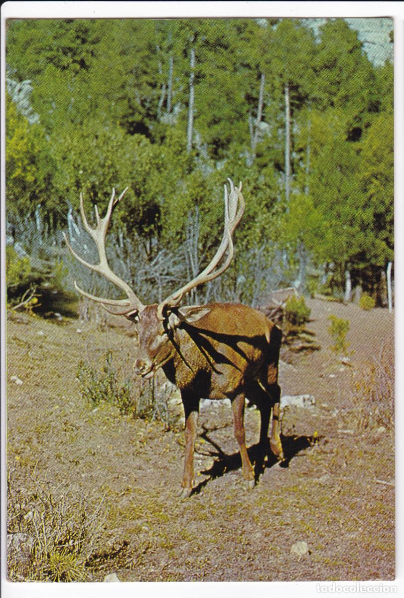 Postkarten: Sierra de Cazorla (Ja&eacute;n). Ciervo ejemplar de 7 puntas. Ed FotoColor San Antonio N&ordm; 39