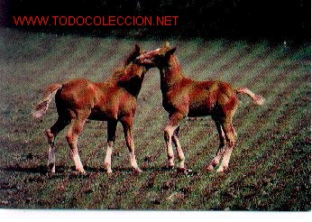 Postales: 7-741. Postal Caballos. Soc. Protectora - Foto 1