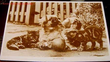 Postcards: ANTIGUA POSTAL DE PERROS Y GATOS JUGANDO