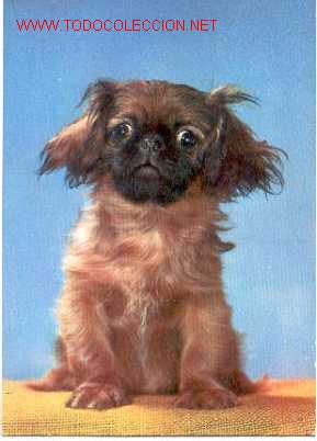 Postales: Postal perrito chato - Foto 1
