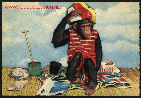 Cartes Postales: A-3872- CHIMPANCE.