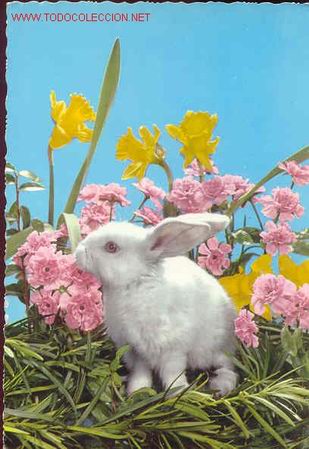 Postcards: C.y.Z-6533.Circulada.Precioso conejito