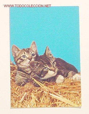 Postcards: presiosos gatos  circulada