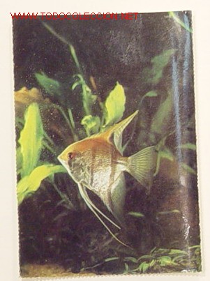 Postcards: Curiosa postal de ESCALAR.No circulada.