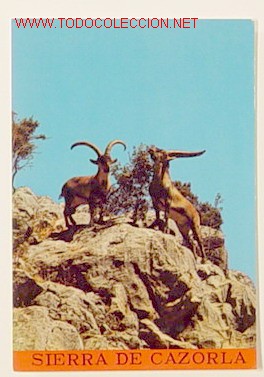 Postcards: 28-SIERRA DE CAZORLA-JAEN-CAPRA HISPANICA.No circulada.