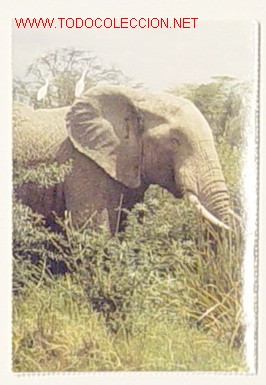 Postcards: MAMIFEROS-ELEFANTE.No circulada.