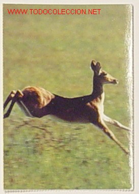 Postcards: ZOOLOGIA-OUREBIA.No circulada.