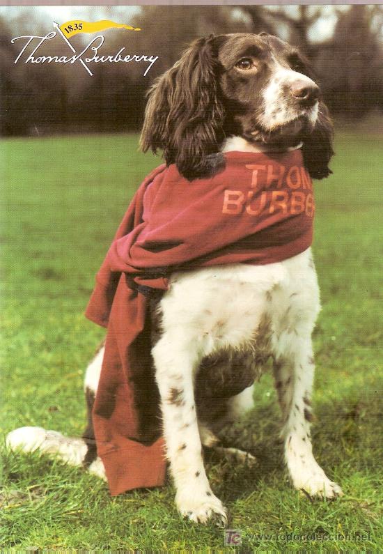 Postales: Perro con jersey. Publicitaria de Thomas Burberry. - Foto 1