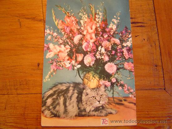 Postales: Bonita postal de un gato