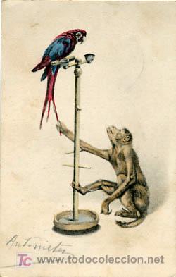 Postcards: POSTAL ILUSTRADA, MONOS Y MONITOS, LOROS Y LORITOS P12462
