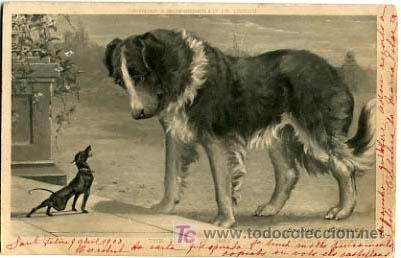 Postkarten: POSTAL ILUSTRADA, PERROS Y PERRITOS      P12482