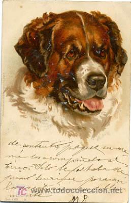 Postkarten: POSTAL ILUSTRADA, PERROS Y PERRITOS    P12490