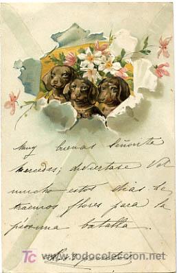Postkarten: POSTAL ILUSTRADA, PERROS Y  PERRITOS, CON RELIEVE    P12501