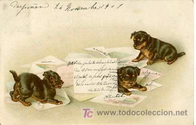 Postkarten: POSTAL ILUSTRADA, PERROS Y  PERRITOS    P12502