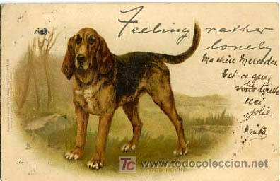 Postales: POSTAL ILUSTRADA, PERROS Y  PERRITOS    P12516 - Foto 1
