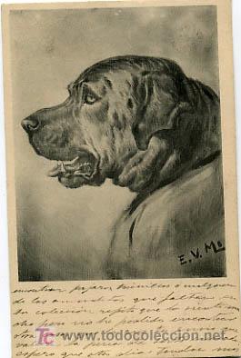 Postkarten: POSTAL ILUSTRADA, PERROS Y  PERRITOS    P12517