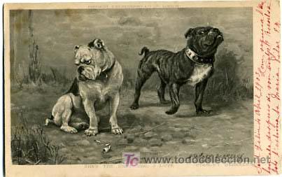 Postkarten: POSTAL ILUSTRADA, PERROS Y  PERRITOS    P12524