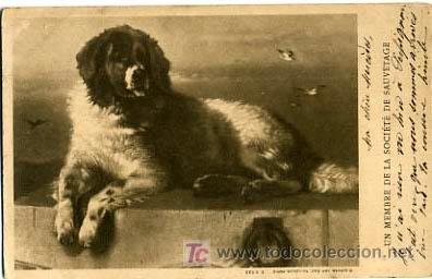 Postkarten: POSTAL ILUSTRADA, PERROS Y PERRITOS, PAJAROS Y PAJARITOS P12539