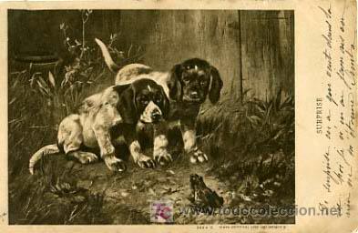 Postcards: POSTAL ILUSTRADA, PERROS Y  PERRITOS, RANAS Y RANITAS     P12541