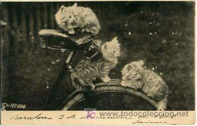Postcards: POSTAL ILUSTRADA, GATOS Y GATITOS     P12553