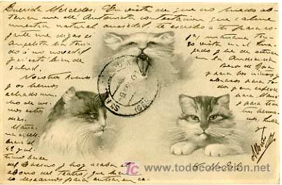 Postcards: POSTAL ILUSTRADA, GATOS Y GATITOS     P12555